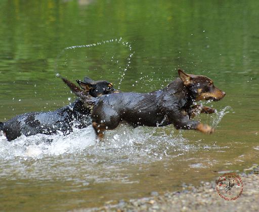 Lancashire Heeler 9R054D-013.JPG